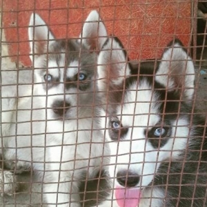 2 dene husky satilir