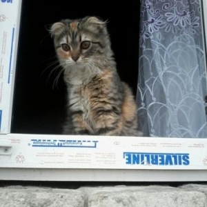 Scottish fold