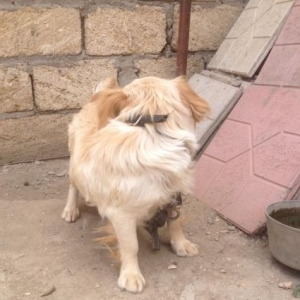 Metis spaniel (son qiymetdi)