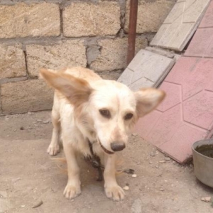 Metis spaniel (son qiymetdi)