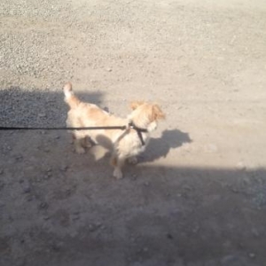 Metis spaniel (son qiymetdi)