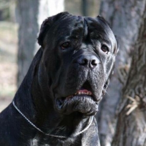 orijinal Cane Corso Italiano