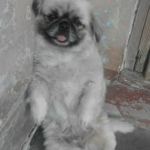 pekinis it satilir