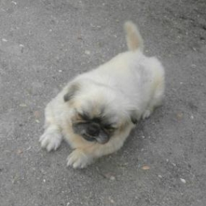 pekinis it satilir