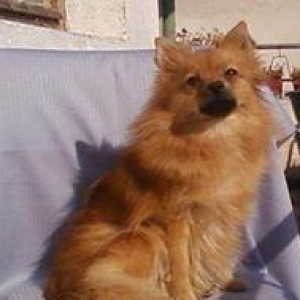 Pomeranian boo cinsi .diwidir.cutlewdirmeye oz cin