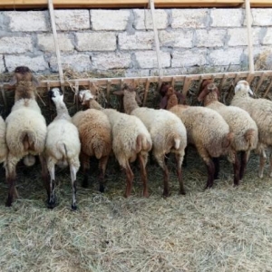 Qurbanlıq Quzular