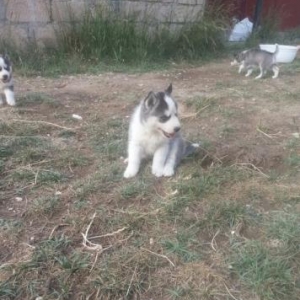 xaski (husky)