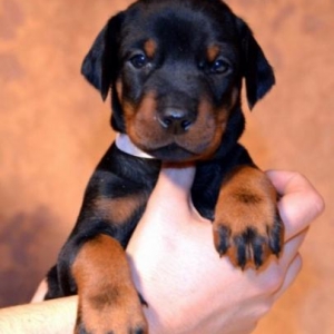 Doberman itler satilir rodoslovniy var 2 ayliq