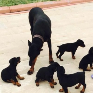 Doberman itler satilir rodoslovniy var 2 ayliq