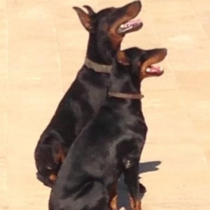 Doberman itler satilir rodoslovniy var 2 ayliq