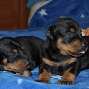 Doberman itler satilir rodoslovniy var 2 ayliq