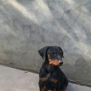 doberman balasi