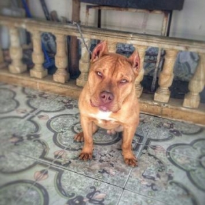 Pitbul