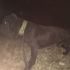 cane corso