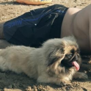 Pekines cinsi