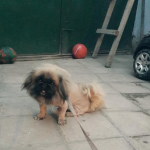 Pekines cinsi