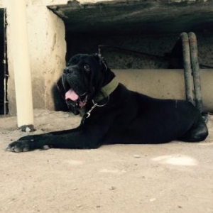 cane  corso