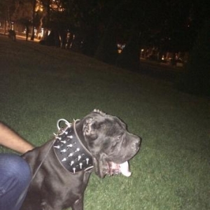 cane  corso