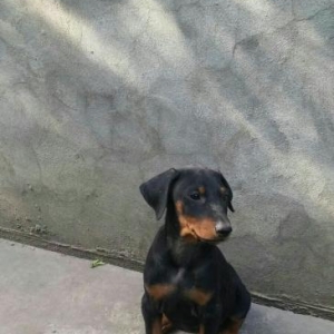 doberman temiz qandi erkek diwi var