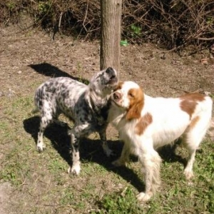 Orginal  Setter balalri/ Orginal Kucxar Balalari satilir