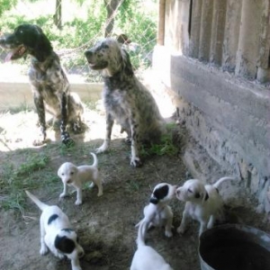 Orginal  Setter balalri/ Orginal Kucxar Balalari satilir