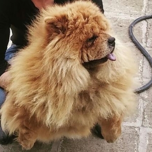 chow chow tecili erkek axdarilir cute vurmaqa