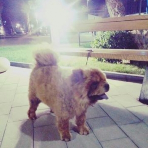 chow chow tecili erkek axdarilir cute vurmaqa