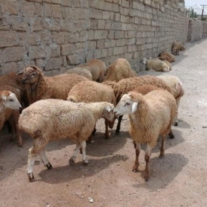 Qurbanliq Berde Beyleqan Quzulari