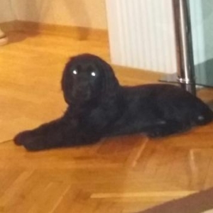 koko spaniel