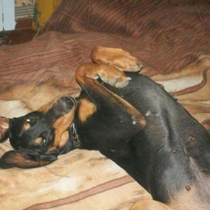 doberman kucukleri