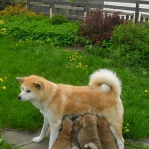 akita inu balalari