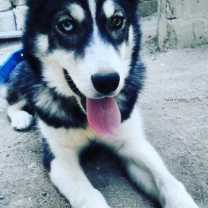 Husky