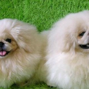 Pekines Itleri Satilir