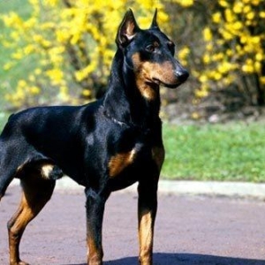 Doberman