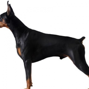 Doberman Satilir