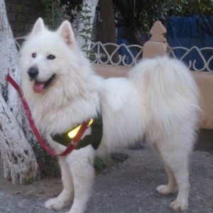 disi samoyed layka axtarilir