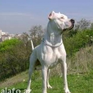 dogo argentino ag olum meleyi