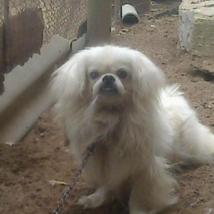 Pekines satilir