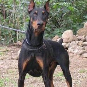 Doberman