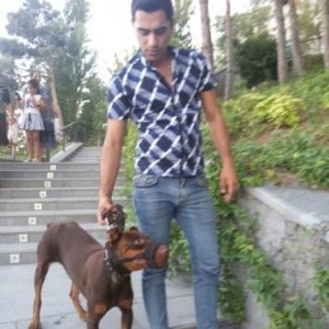 Pitbul-Doberman qariwiqi 8 ayliq