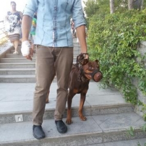 Pitbul-Doberman qariwiqi 8 ayliq