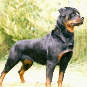 Rottweiller