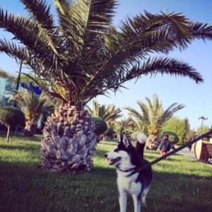 Xaski tecili satılır qiymetde razılawmaq olar,ev itidir