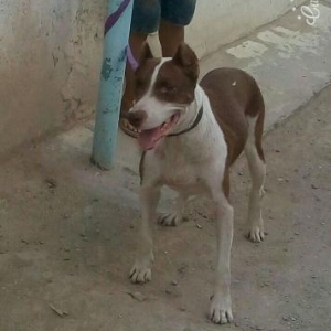 Pitbull terier saf qan