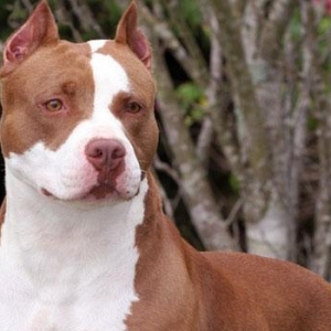 Pitbull terier 1 yas 8 ayliqdi disidi