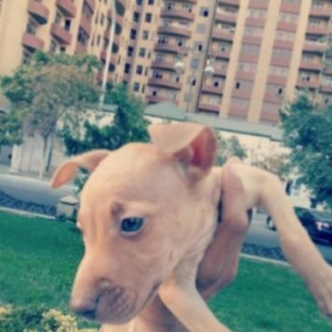 salam pitbull balasi satiram bala pitbul 2 ay yari