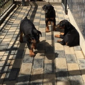 Doberman satilir