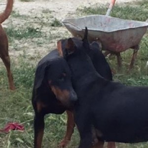 Doberman satilir