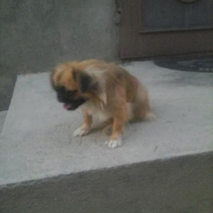 pekines