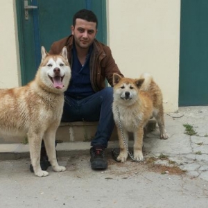 Husky ve Akita inu satilir